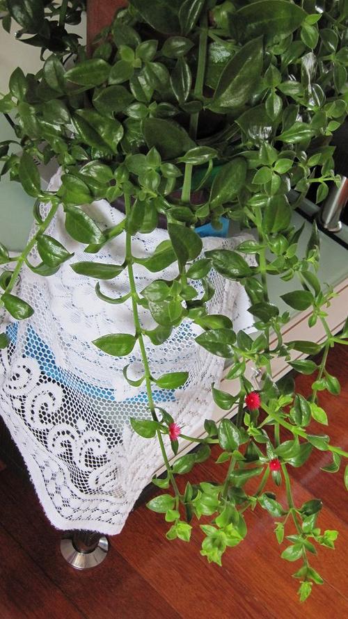 吊兰一年开几次花