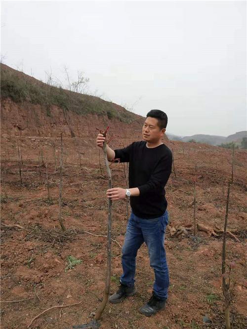 每日农经致富经种植截图3