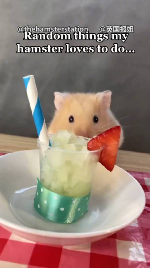 仓鼠过家家