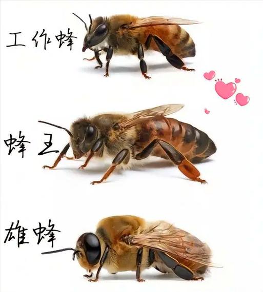 蜜蜂蜂王