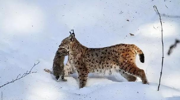 猞猁攻击狼截图1
