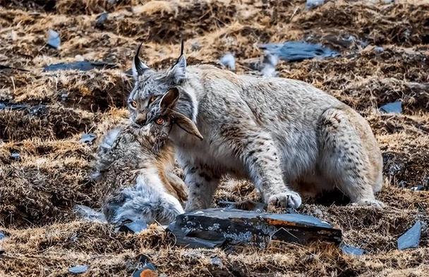 猞猁攻击狼截图2