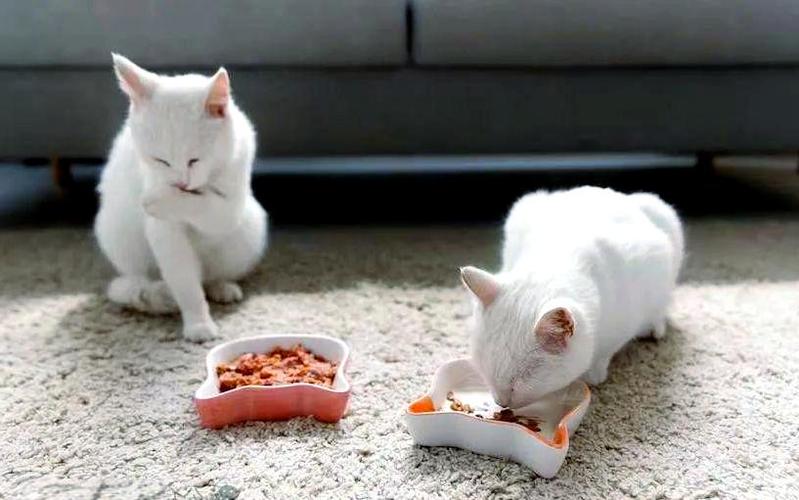 给猫吃鸡胸肉后悔死了