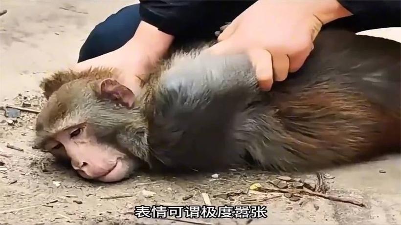 抓猴子视频 抓猴子视频