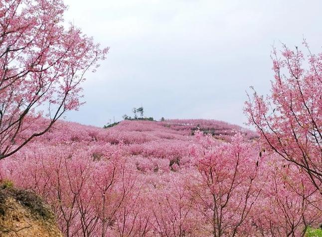 清远樱花小镇
