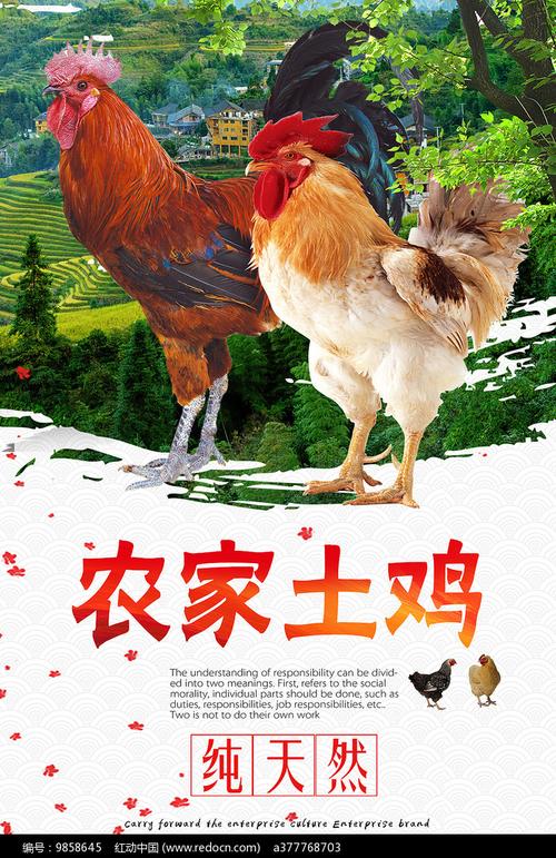 关于鸡的广告图片