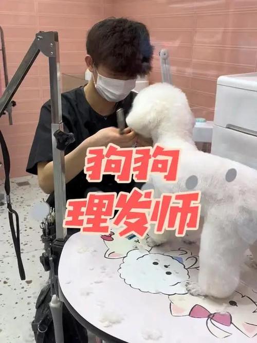 发型师宠物美容师