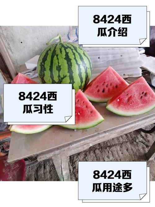 西瓜老版本4.0