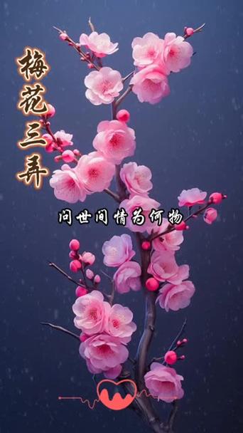 梅花视频旧版一天能看三个