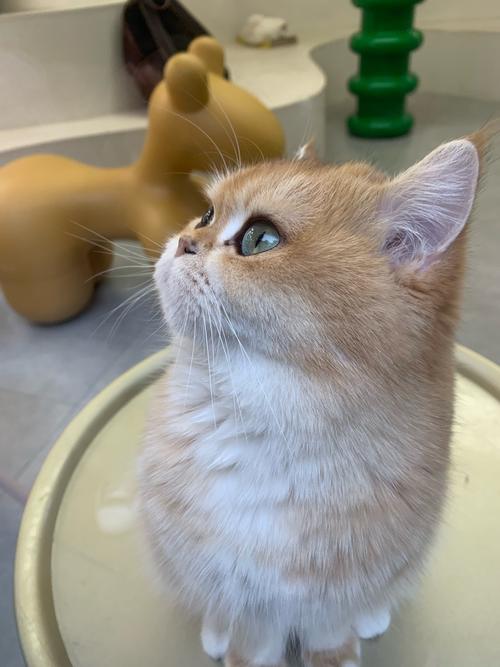 果冻视频小猫咪