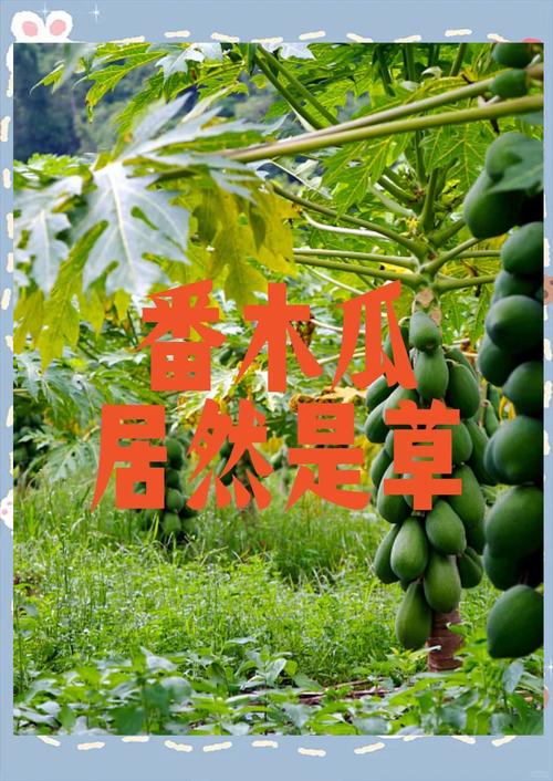 番木瓜免费版