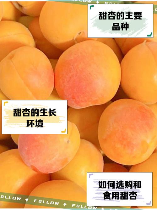 甜杏视频制