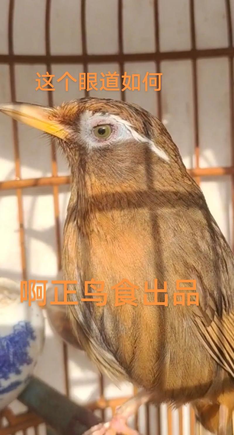 画眉鸟叫声mp3