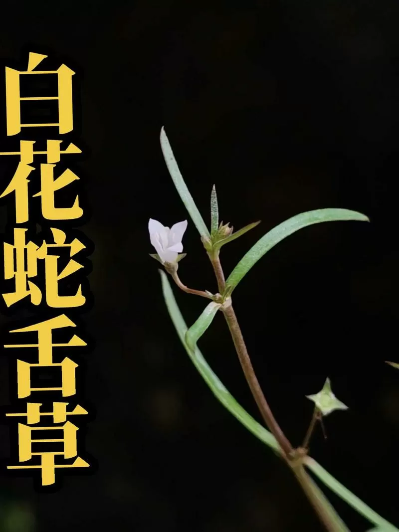 白花蛇舌草半枝莲消除肿瘤