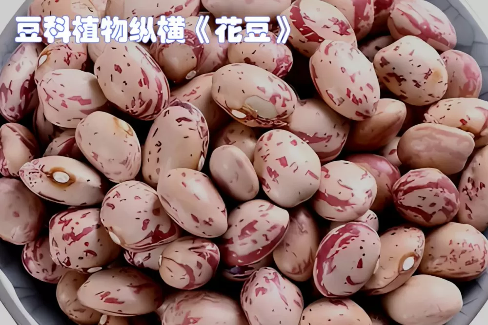 花豆又叫什么豆